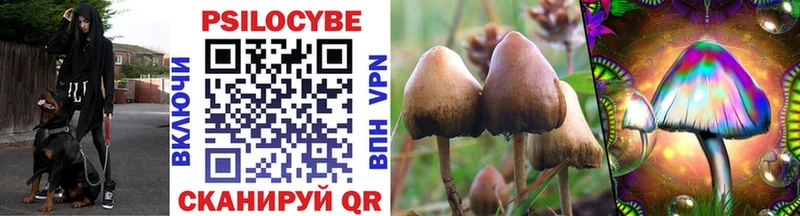 сколько стоит  Междуреченск  Галлюциногенные грибы Psilocybine cubensis 